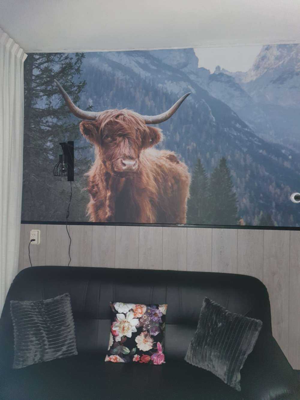 Schottischer Hochländer zwischen den Bäumen