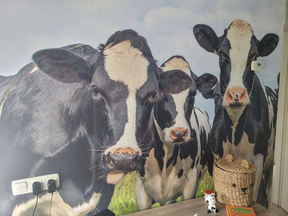 Herde mit Kühen