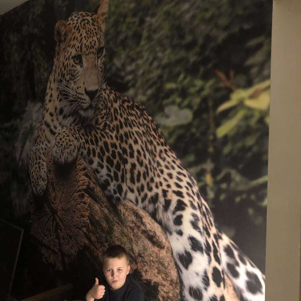 Leopard auf Baum