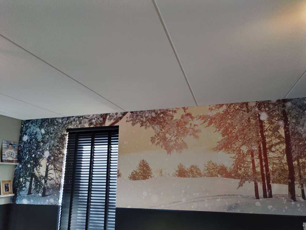 Tannenbäume mit Schnee