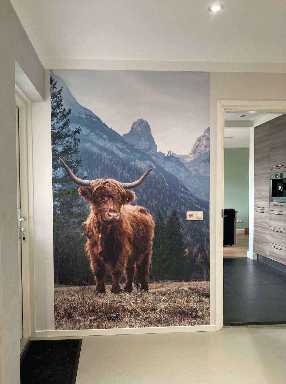 Schottischer Hochländer zwischen den Bäumen