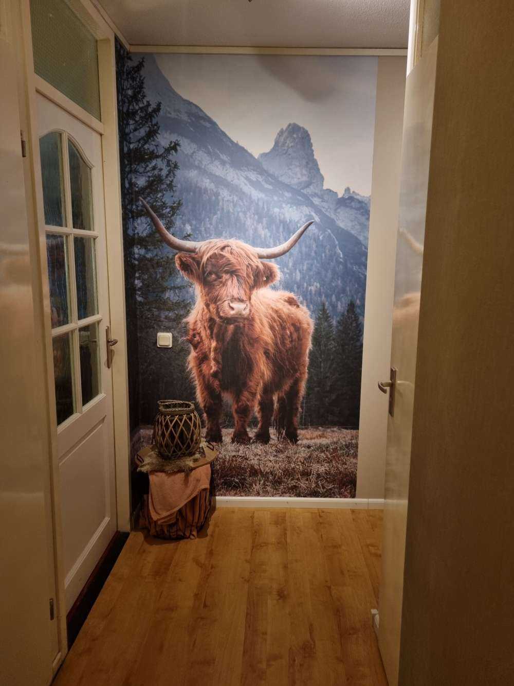 Schottischer Hochländer zwischen den Bäumen