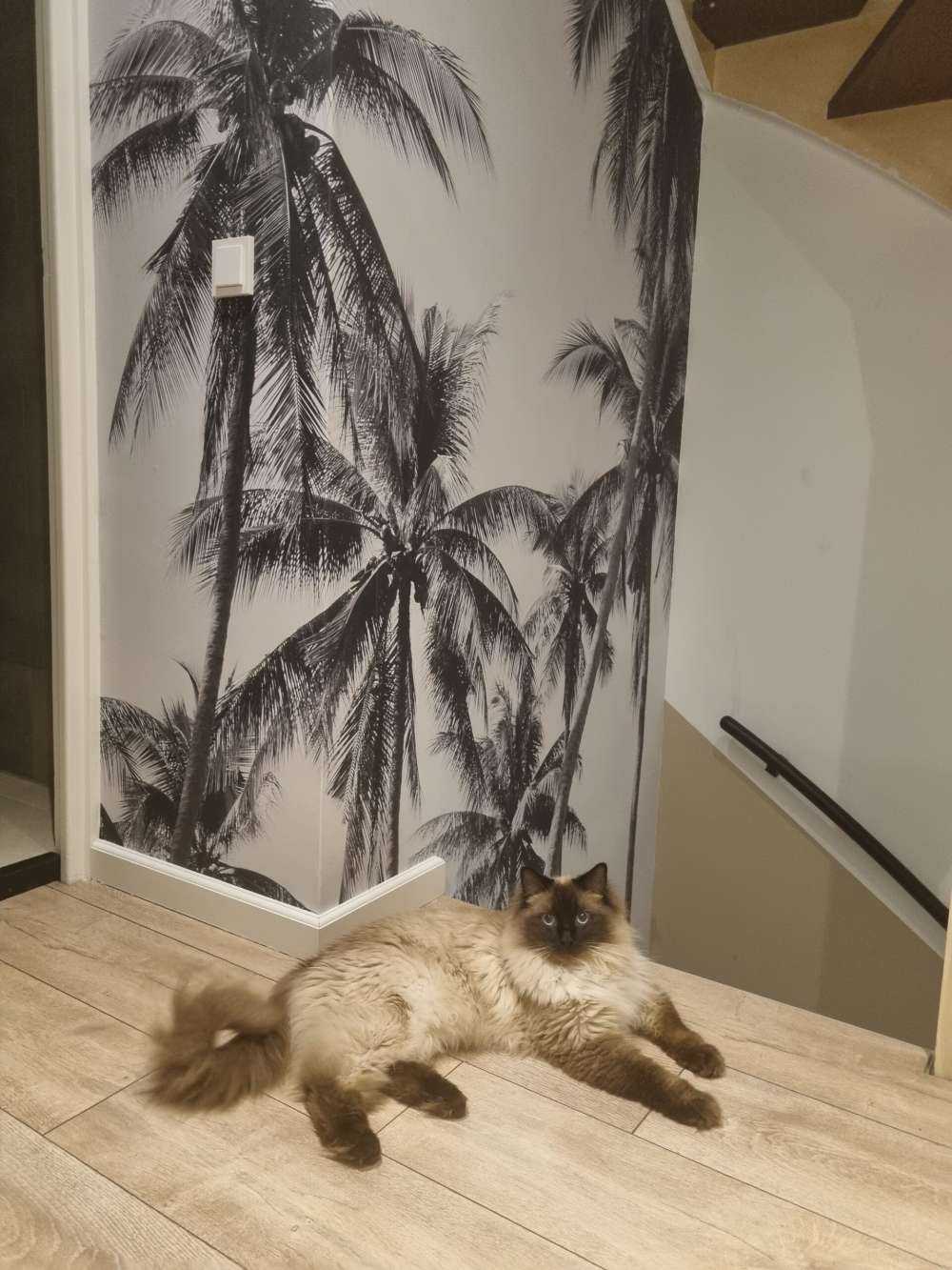 Palmen in Schwarz und Weiß