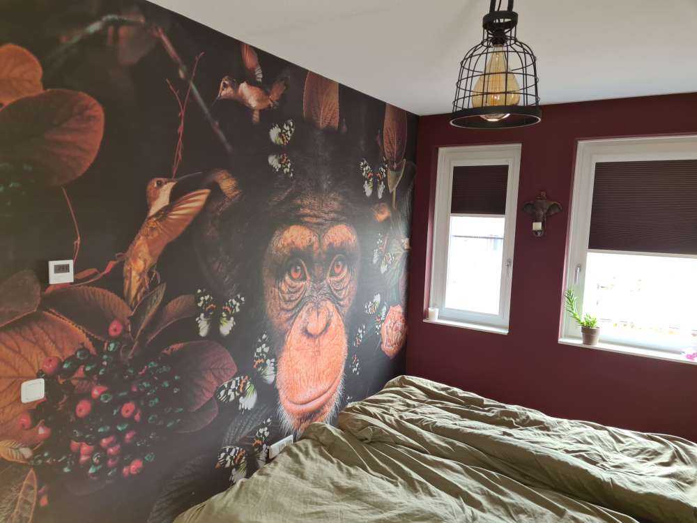 Tropical Chimpanzee