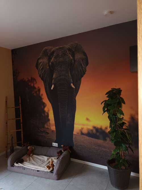 Elefant mit Sonnenuntergang