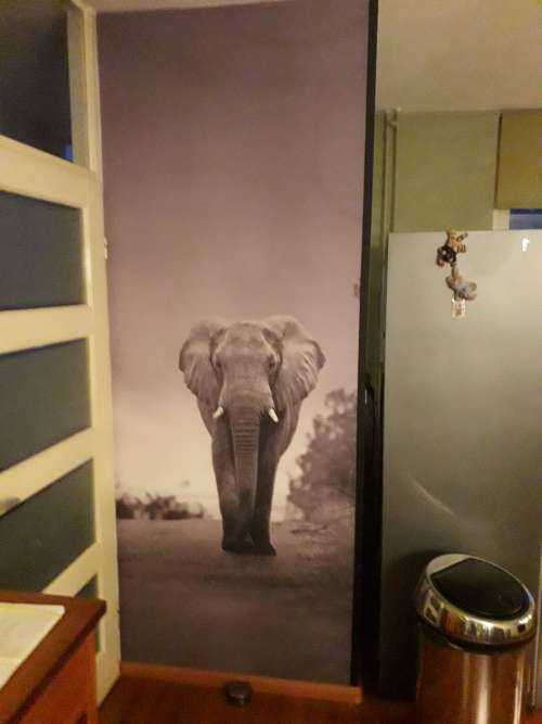 Elefant mit Sonnenuntergang