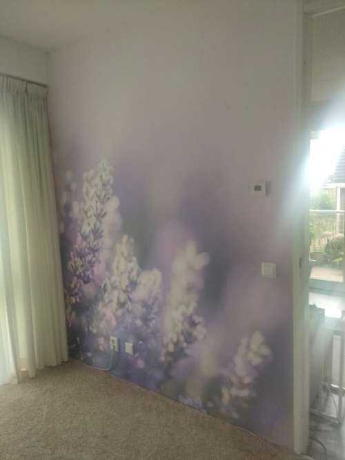 Verträumter Lavendel