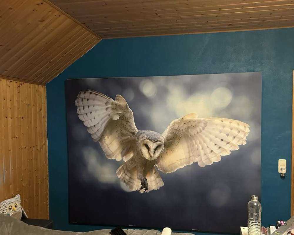 Fliegende Eule