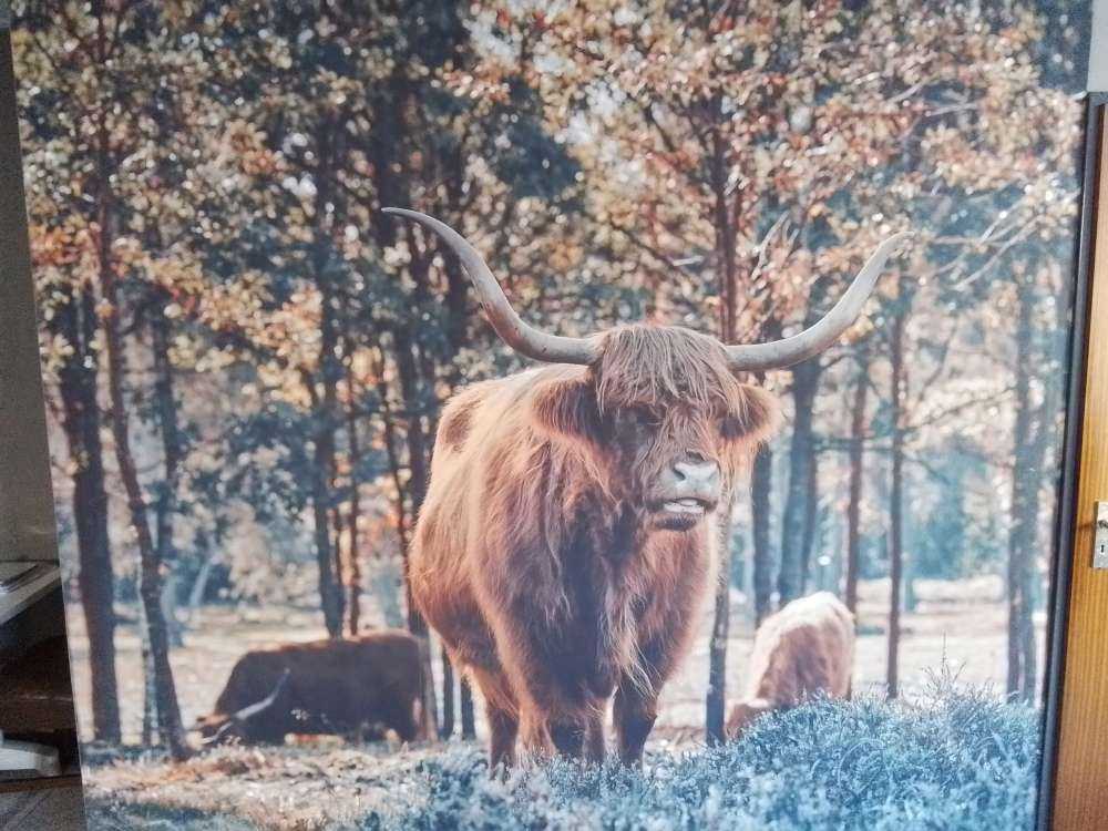 Schottischer Hochlandbewohner am Rande eines Waldes