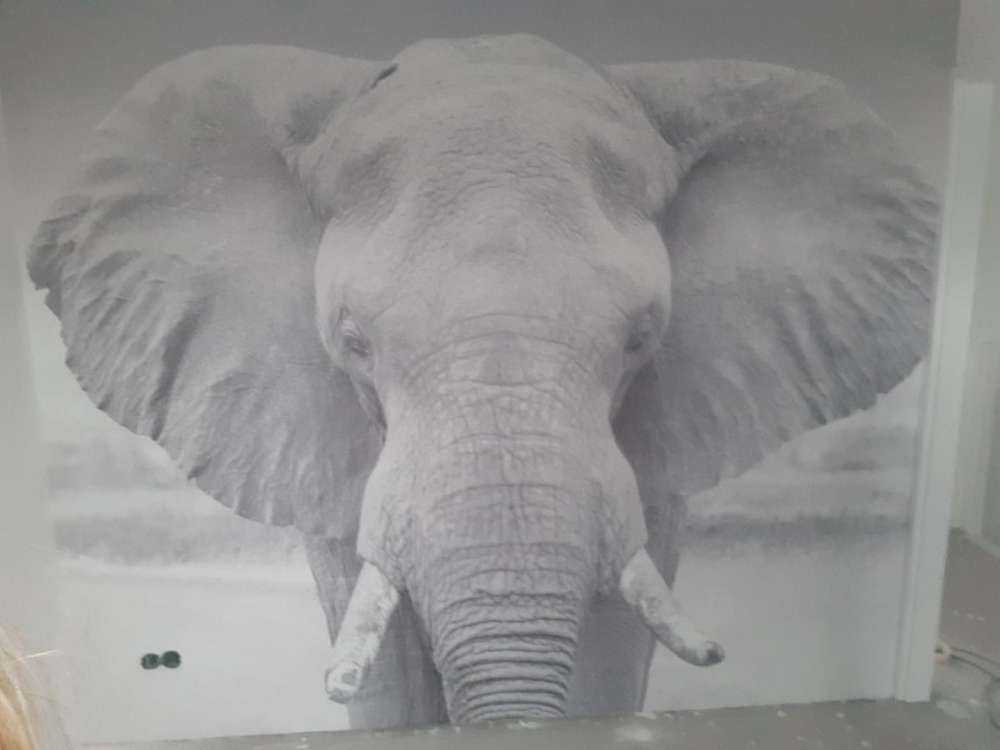 Elefant schwarz-weiß