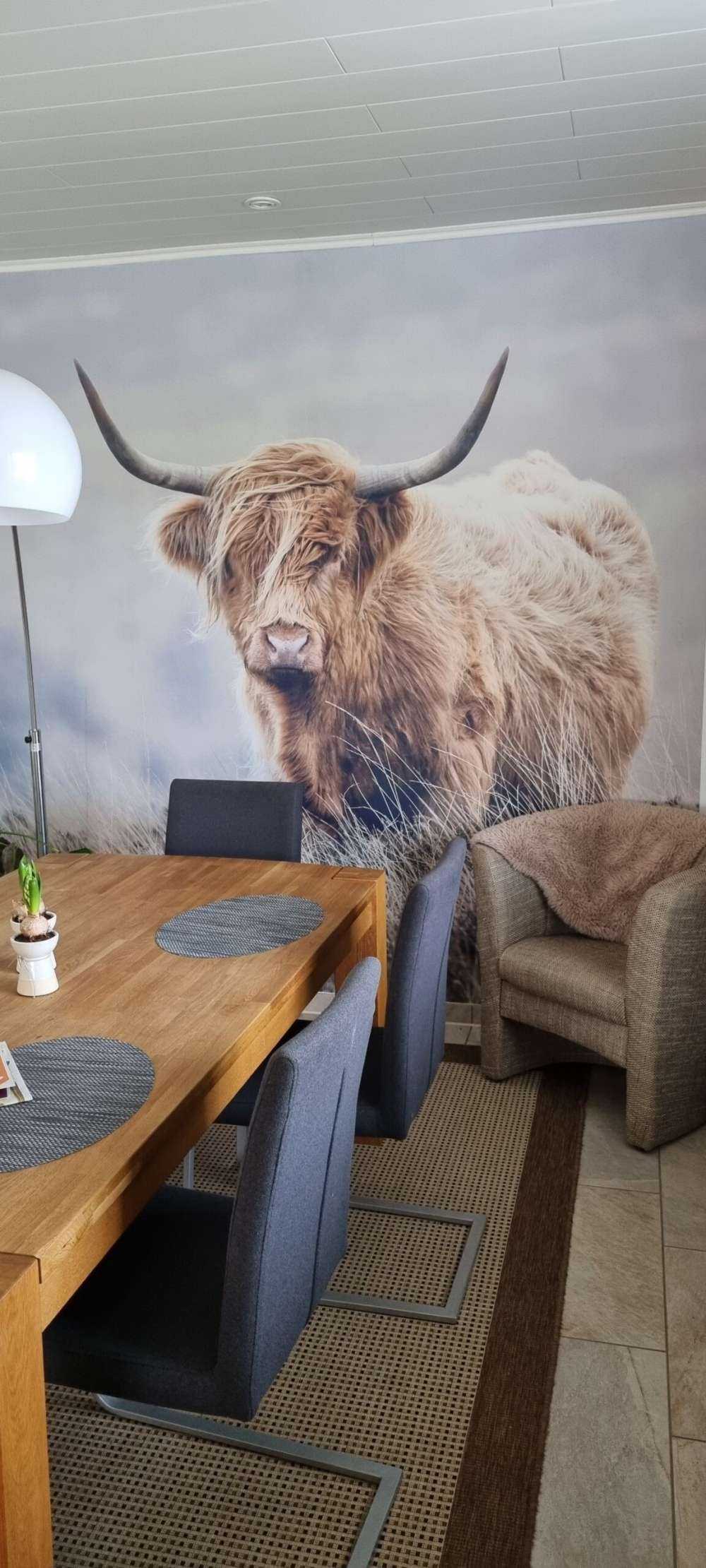 Schottische Hochländer in der Natur