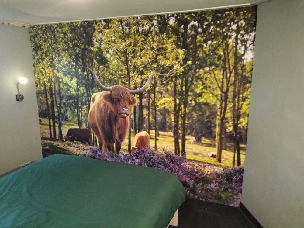 Hochländer im Naturschutzgebiet