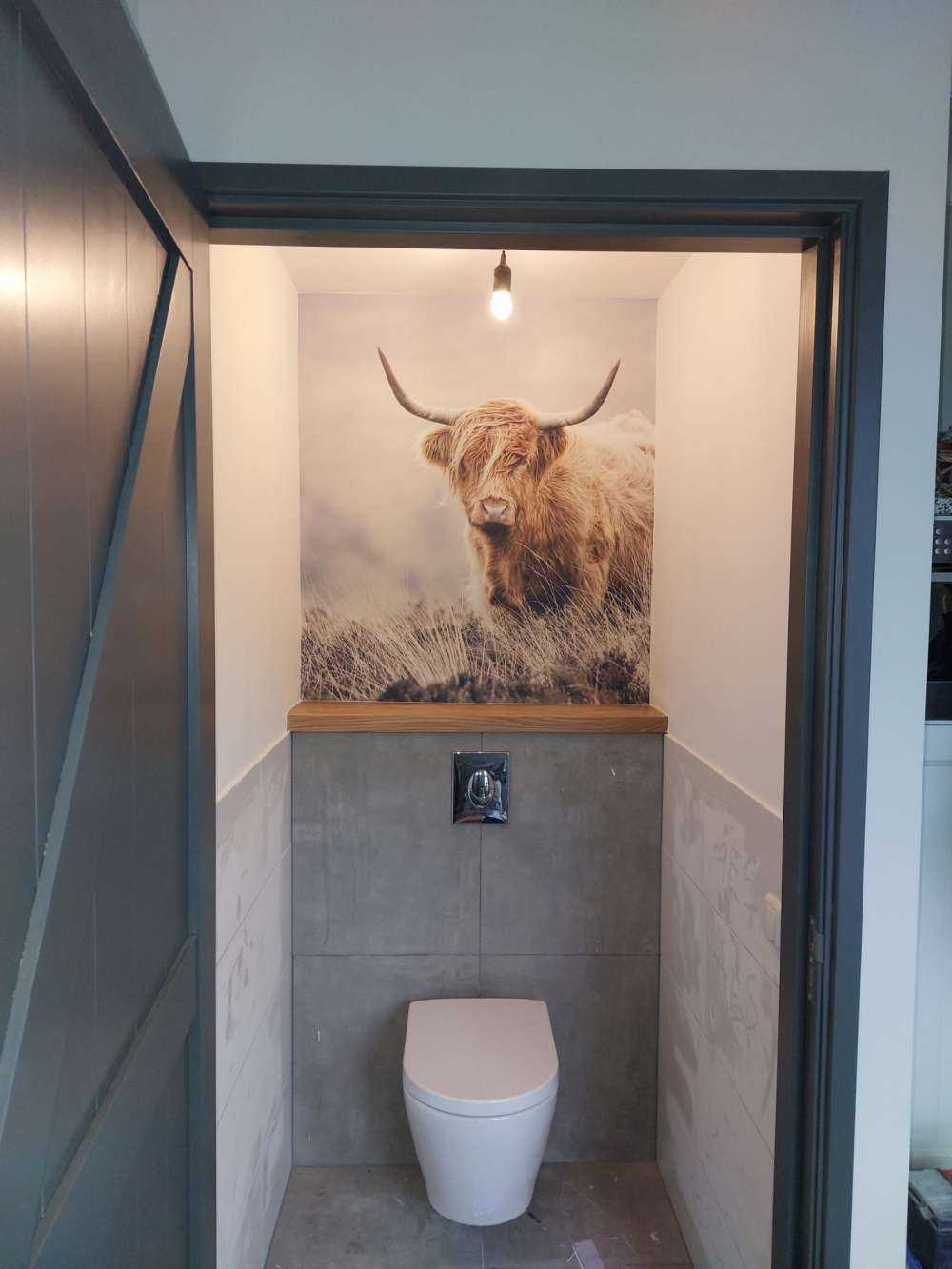 Schottische Hochländer in der Natur