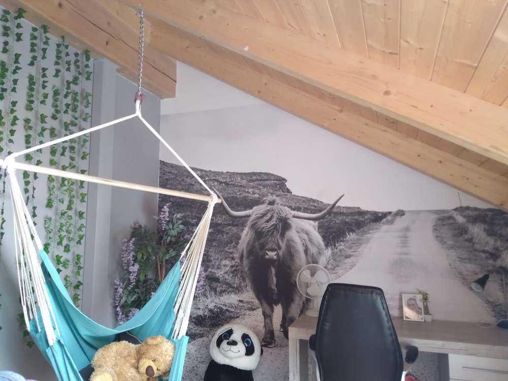 Schottischer Hochländer auf einer Straße
