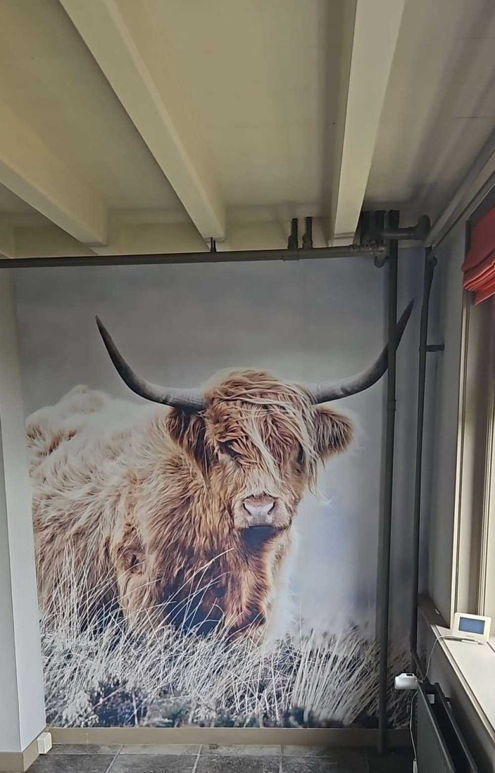 Schottische Hochländer in der Natur