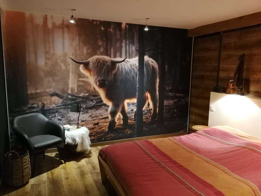 Weißer schottischer Hochländer