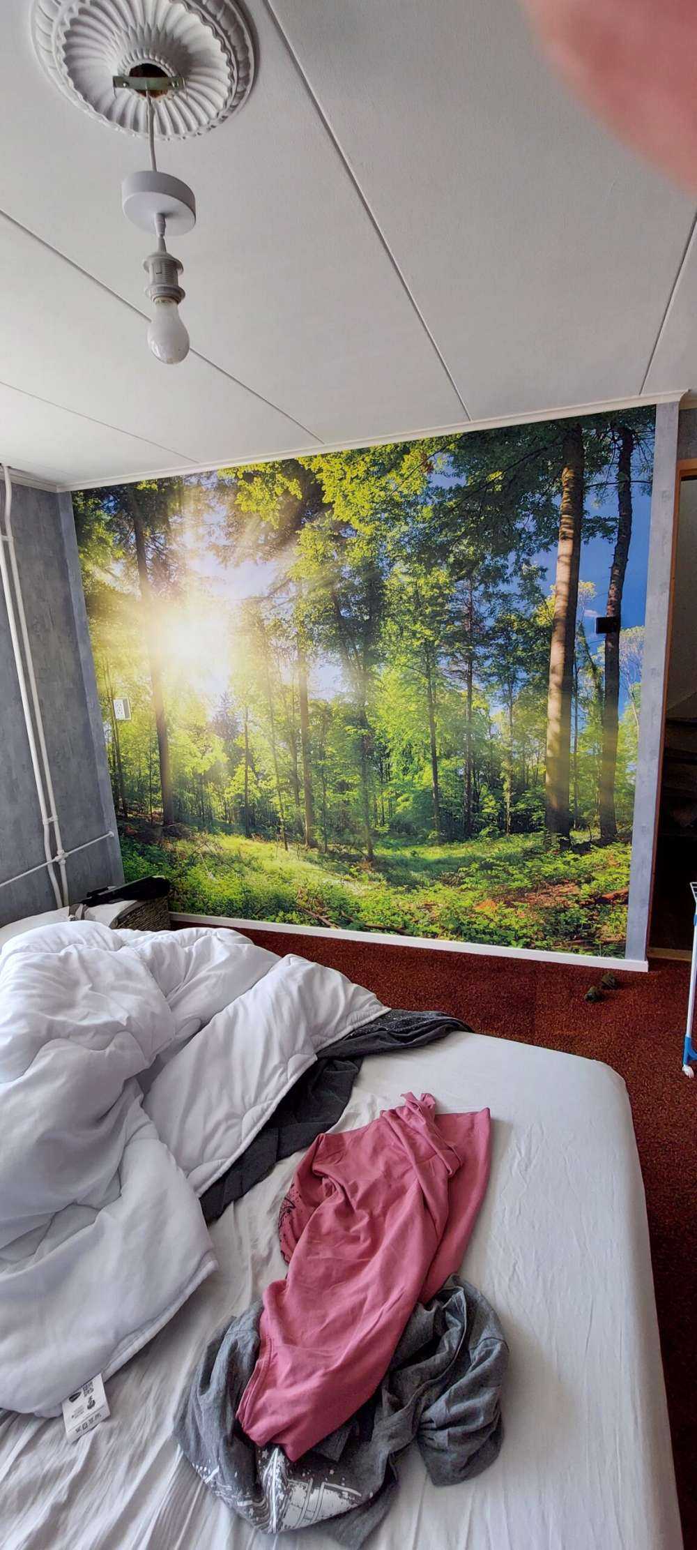 Wald mit Sonnenstrahlen