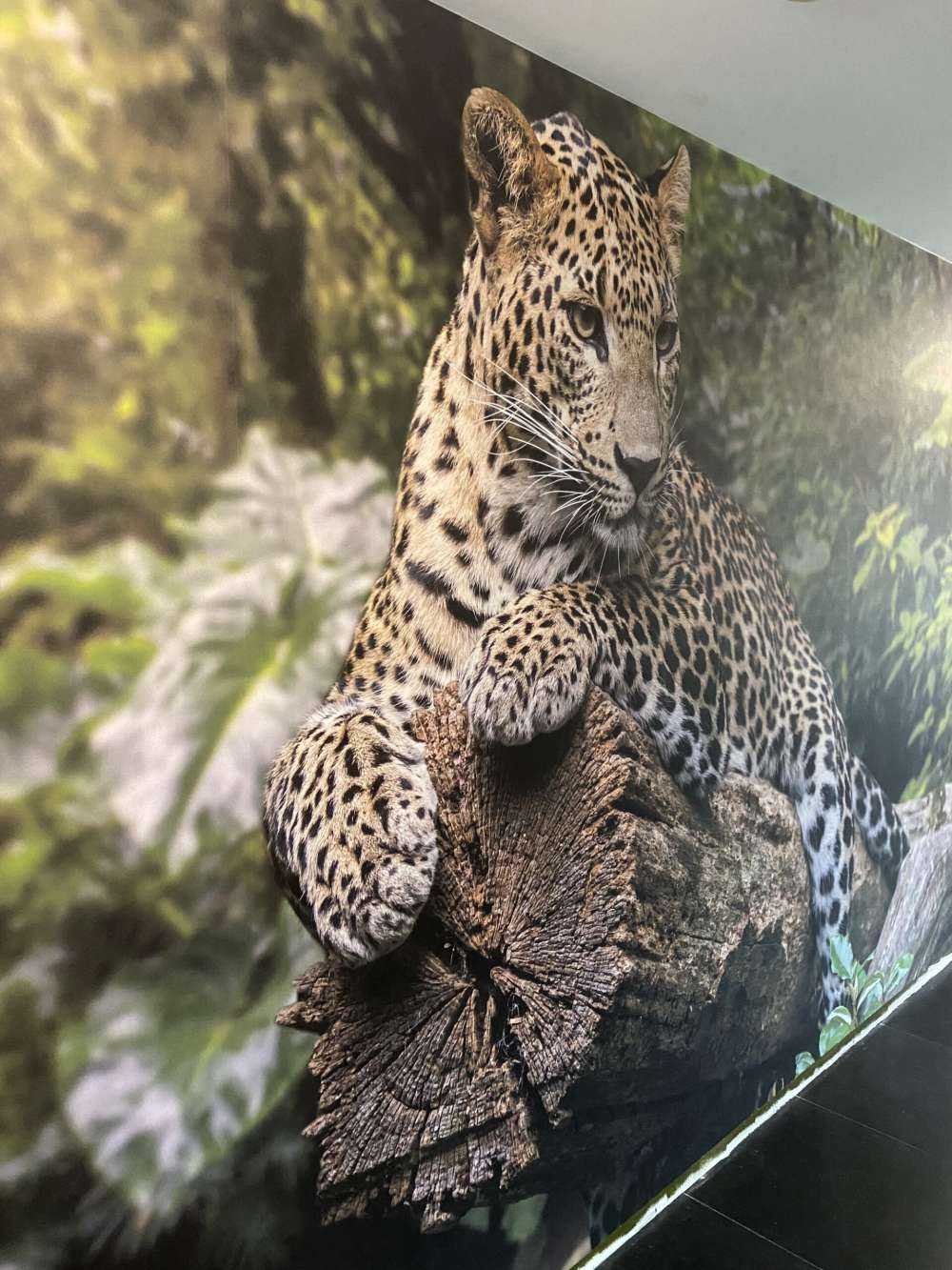 Leopard auf Baum
