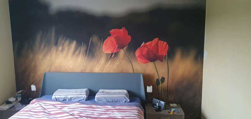 Mohn auf einem Weizenfeld