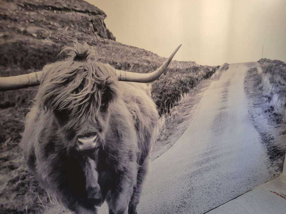 Schottischer Hochländer auf einer Straße