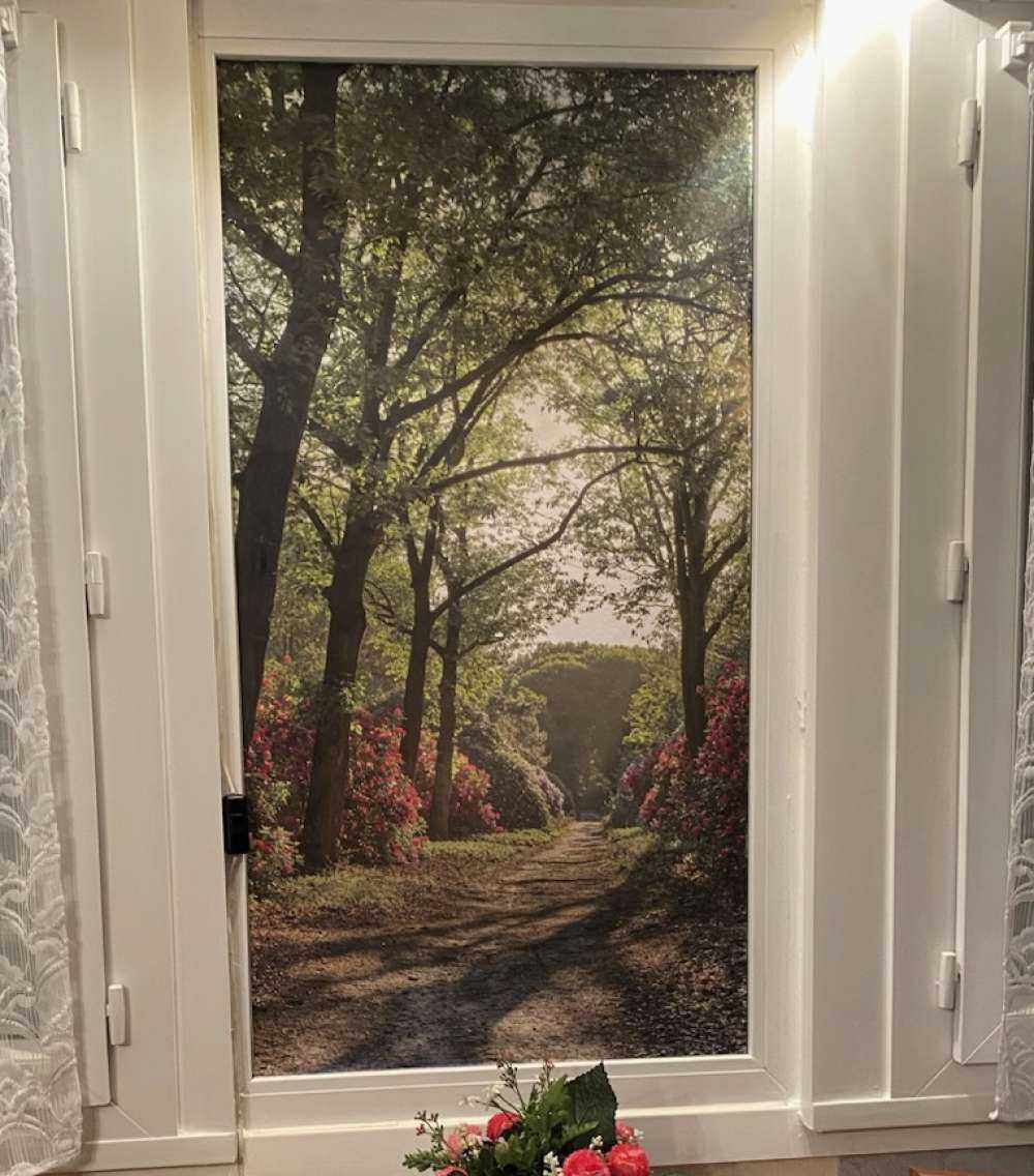Sonnenaufgang am Pfad mit Rhododendren
