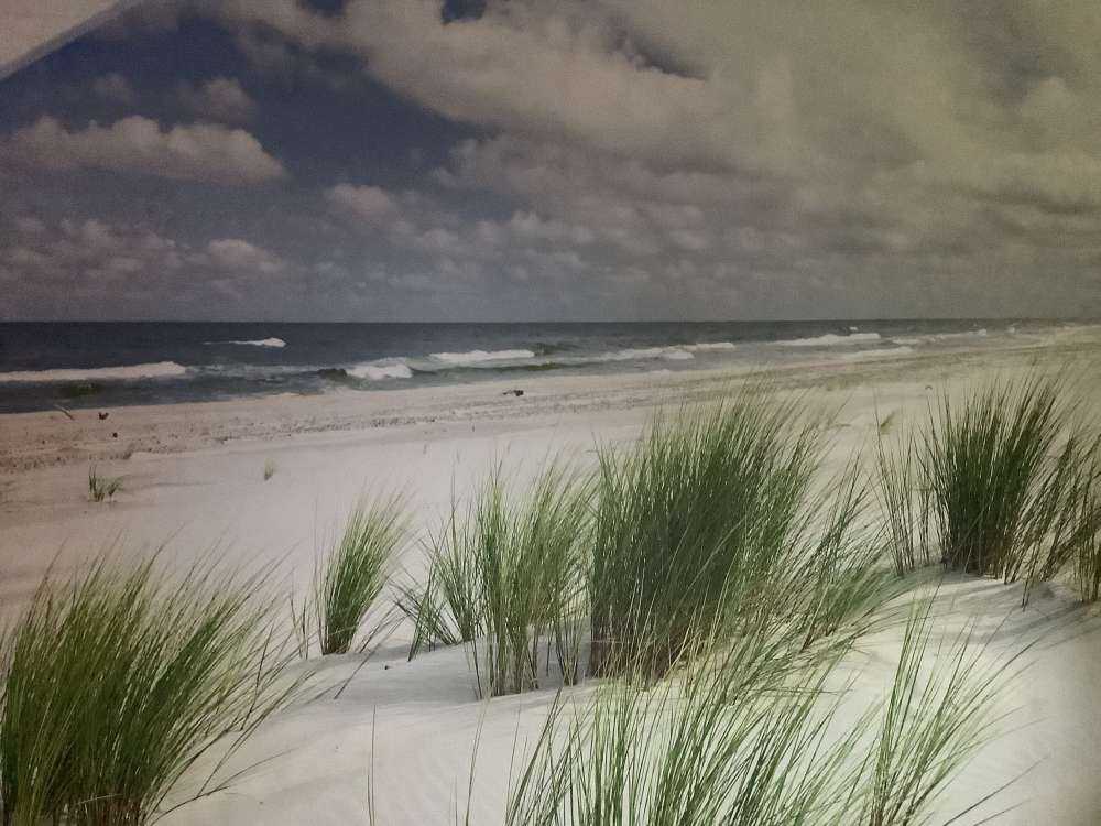 Strand mit Dünenpflanzen