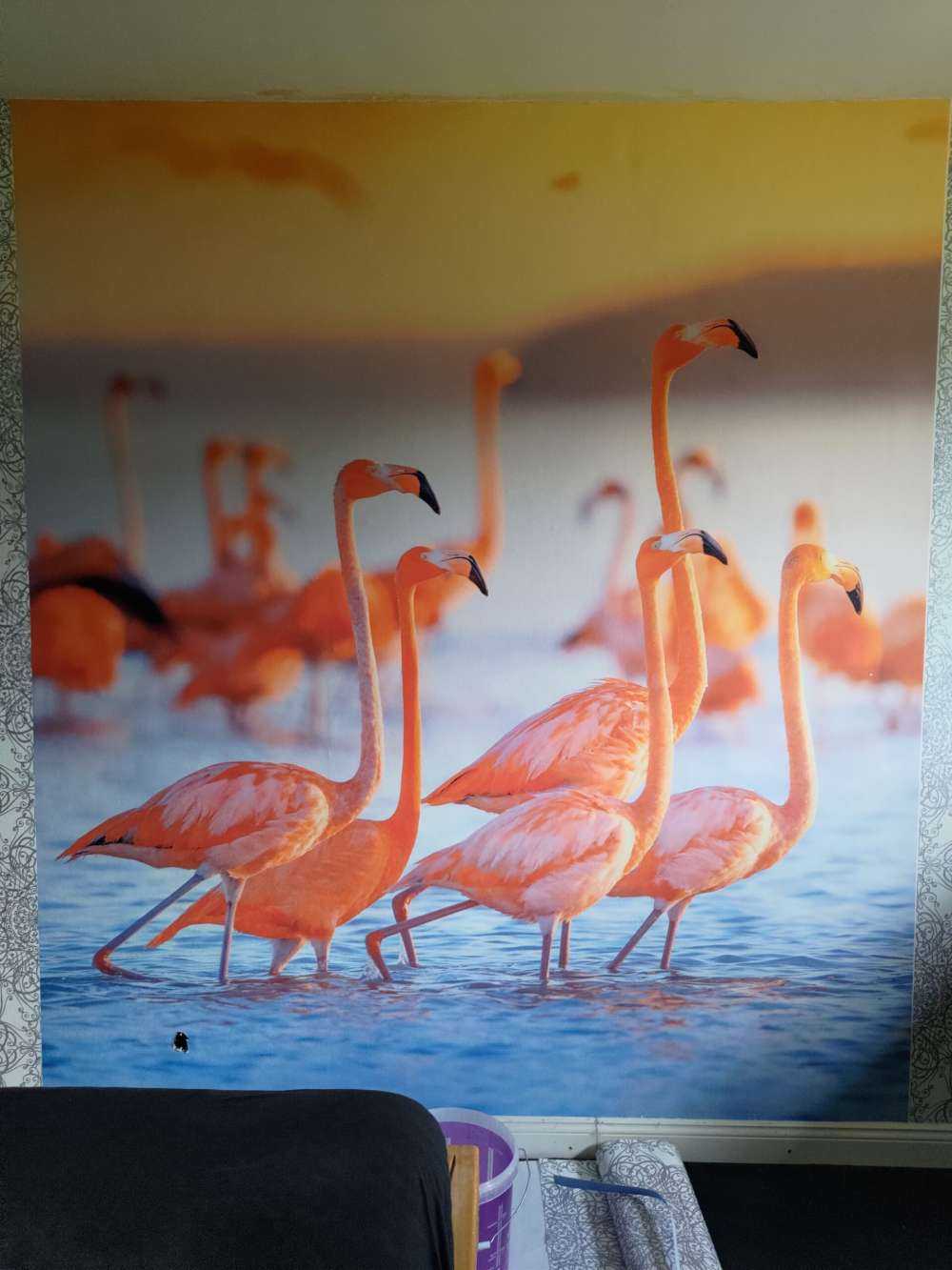 Glotzende Flamingos
