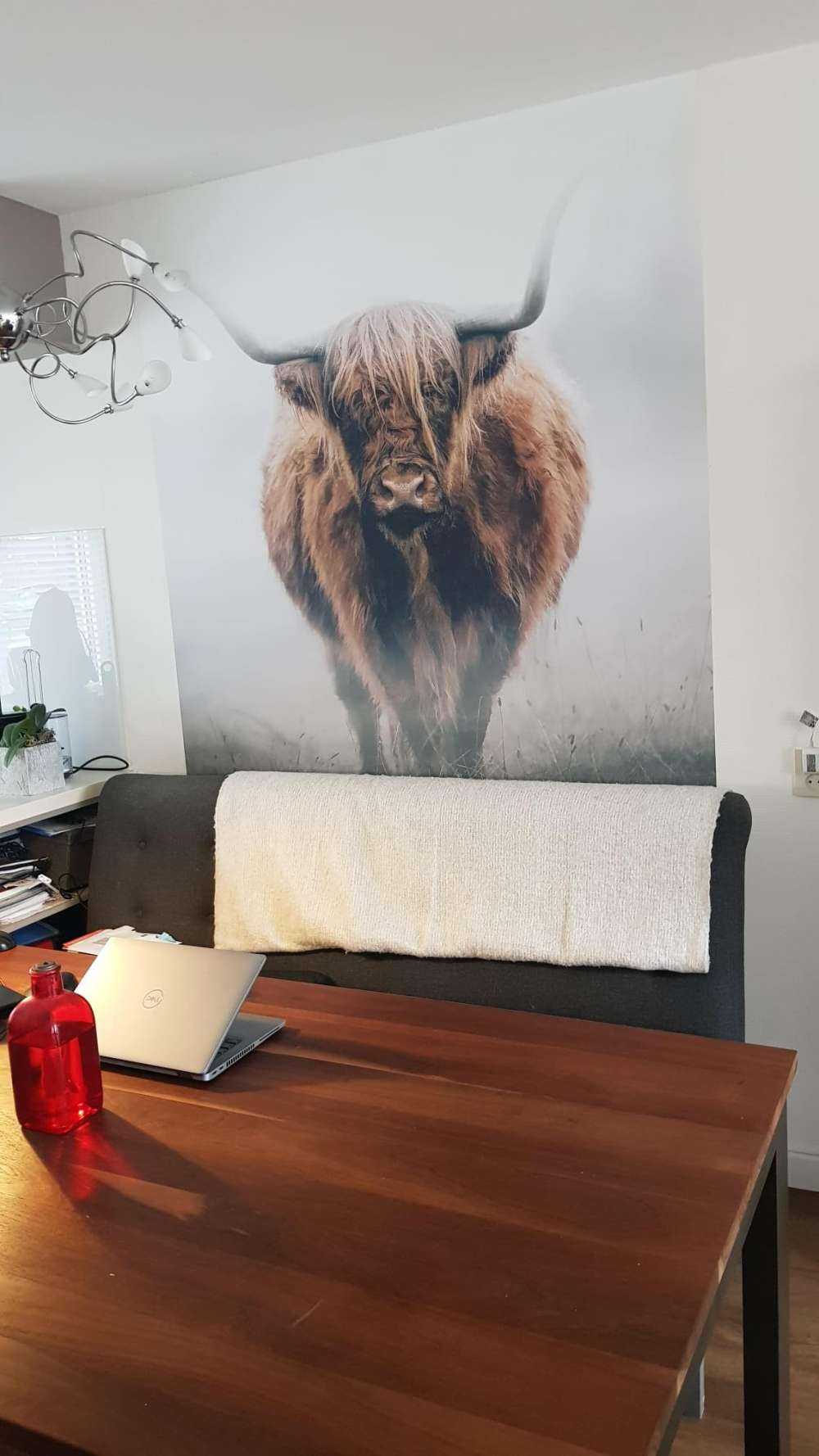 Schottischer Hochländer im dichten Nebel