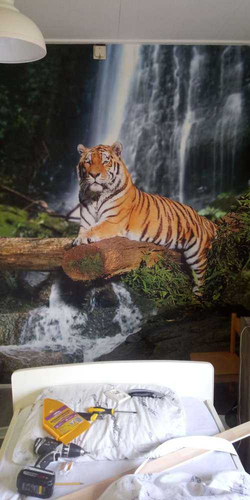 Tiger im Dschungel