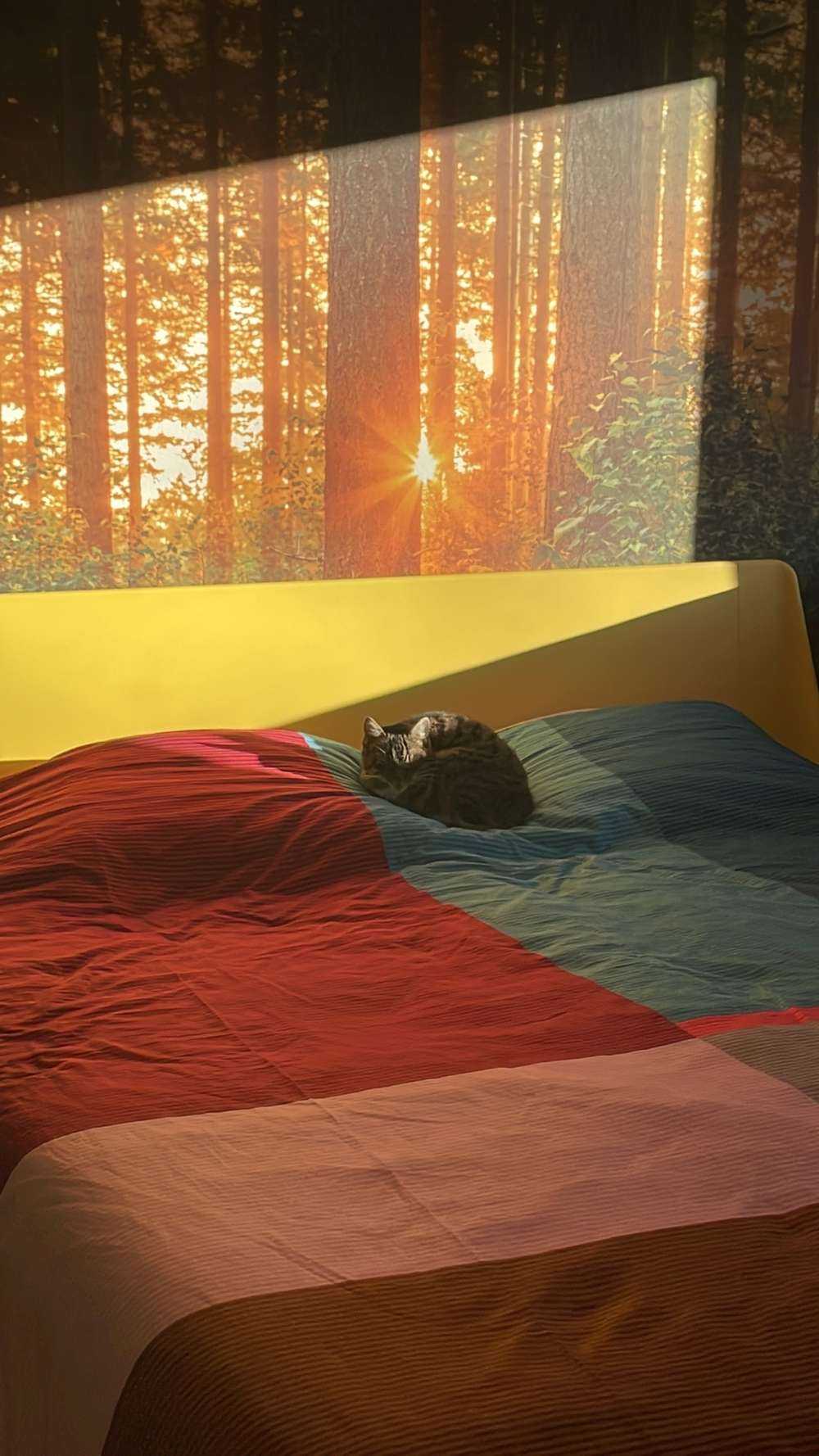 Sonnenstrahlen in einem Nadelbaumwald