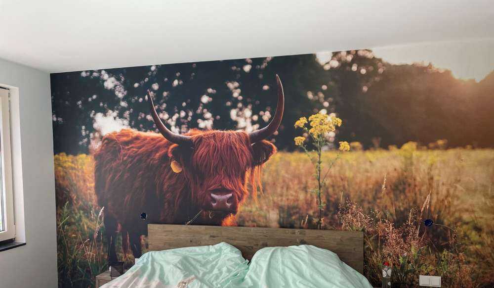 Schottischer Hochländer im hohen Gras