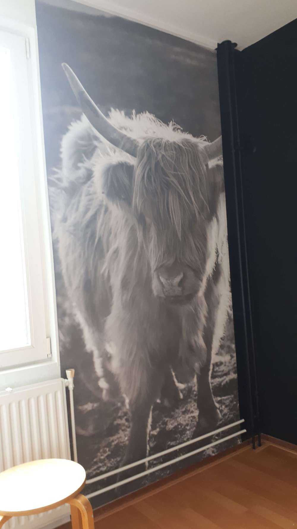 Schottischer Highlander in der Sonne