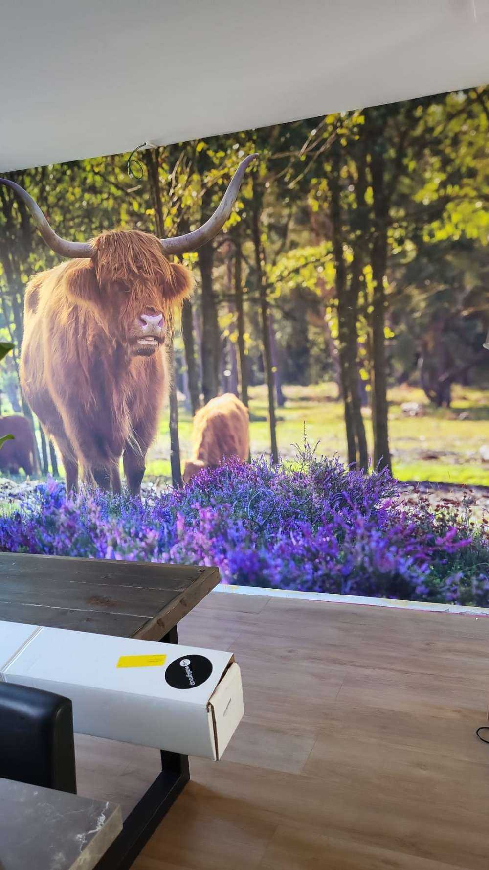 Hochländer im Naturschutzgebiet