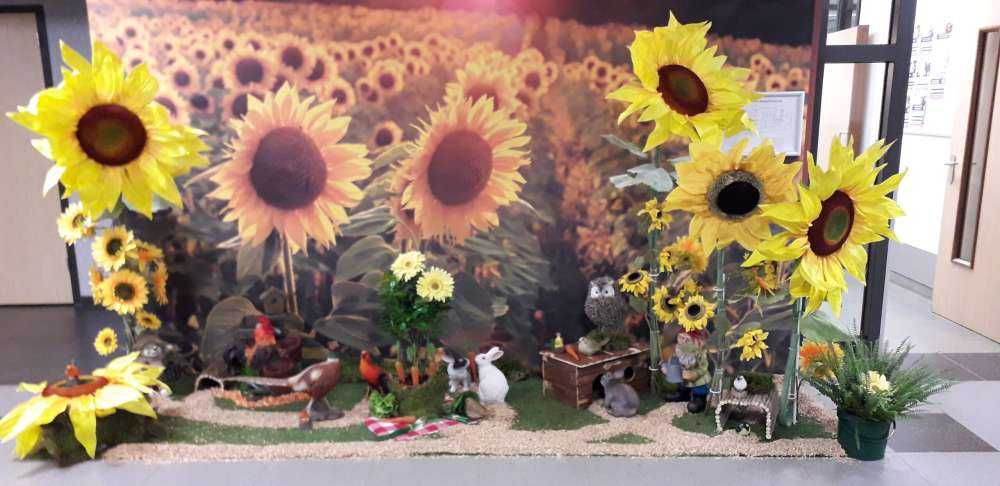 Sonnenblumen-Farm