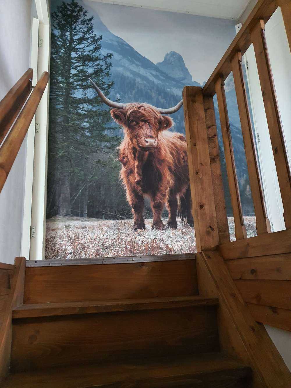 Schottischer Hochländer zwischen den Bäumen