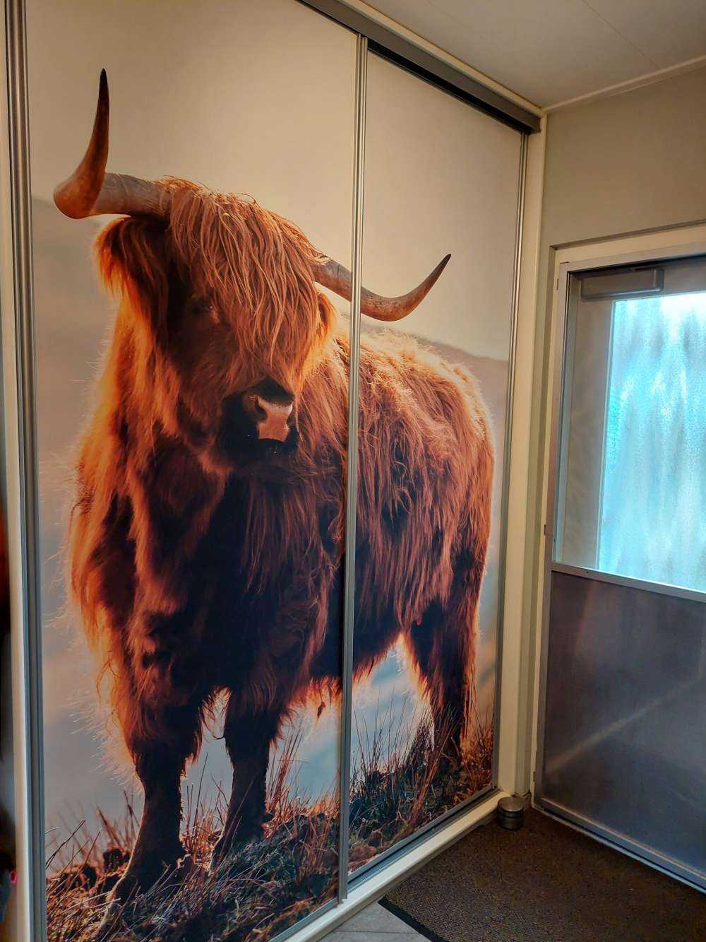 Schottischer Hochländer auf einem Hügel