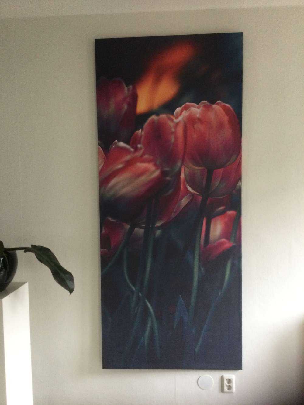 Alte Tulpen