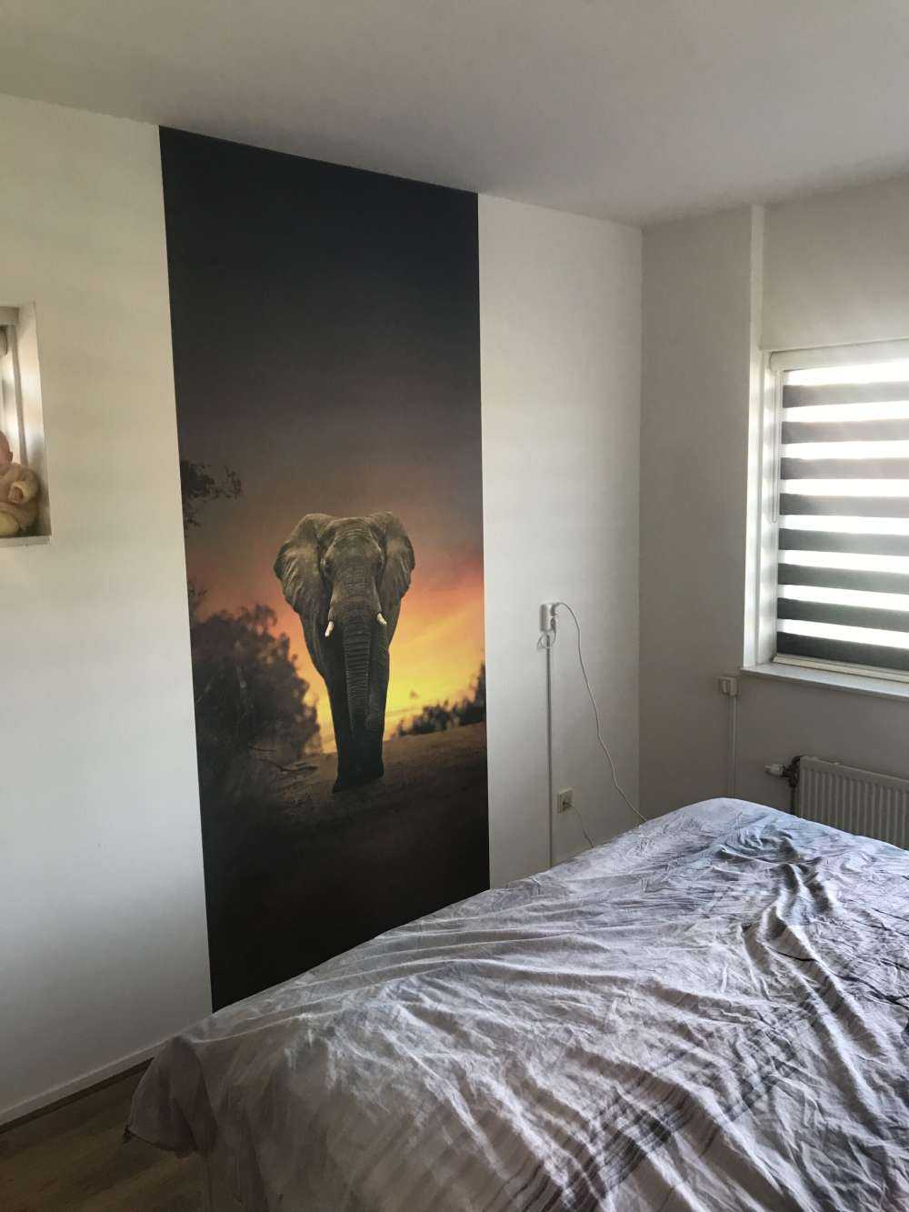 Elefant mit Sonnenuntergang