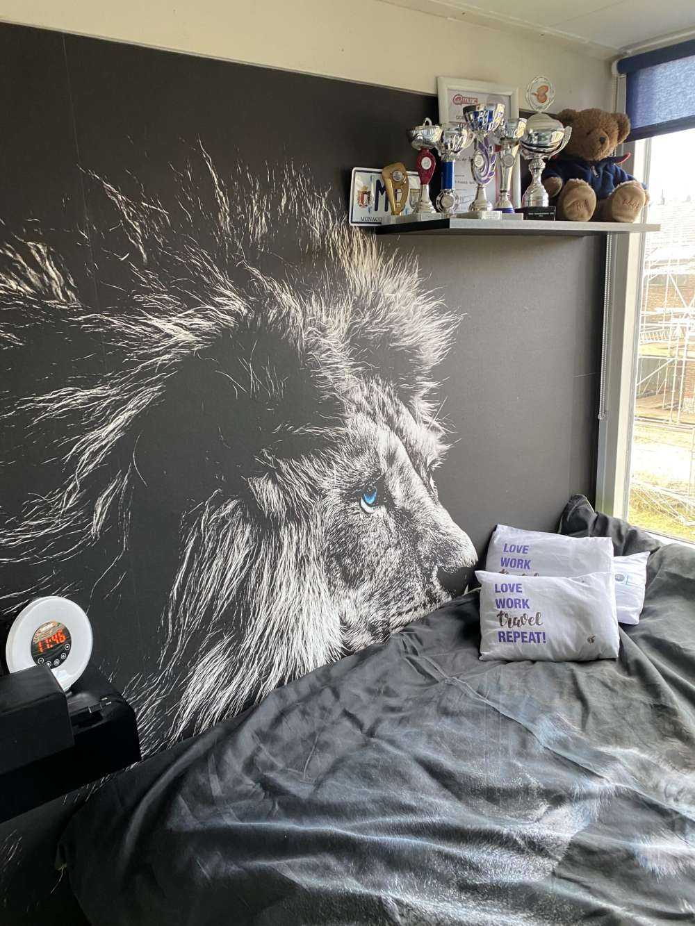 Löwe mit blauen Augen