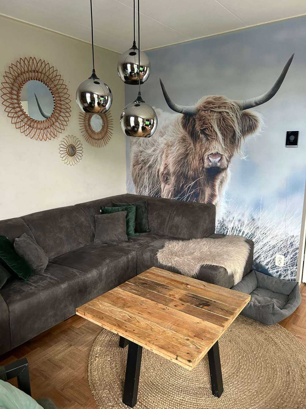 Schottische Hochländer in der Natur