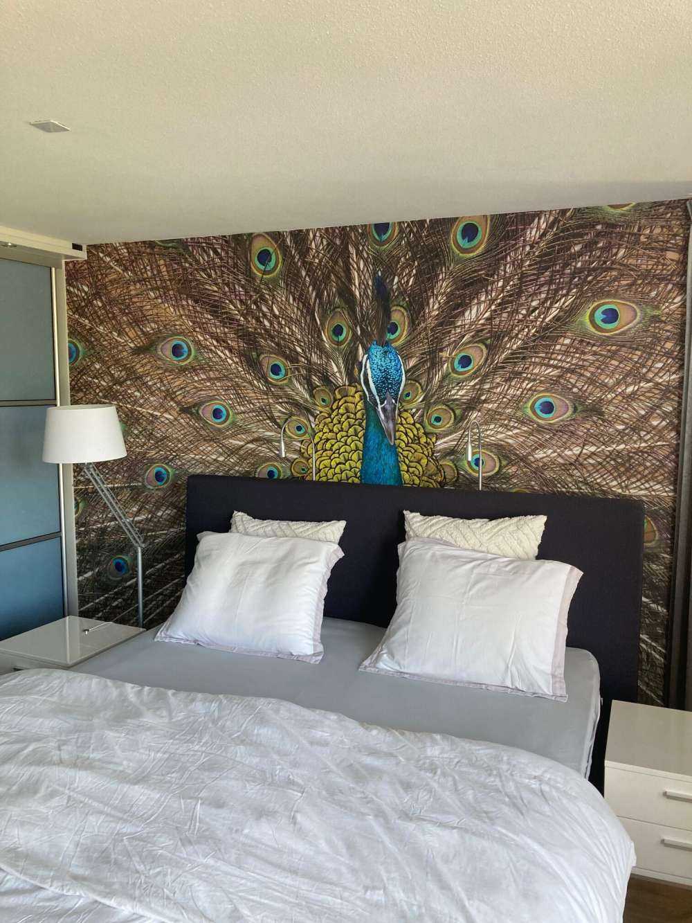 Pfau mit aufgeplusterter Federn