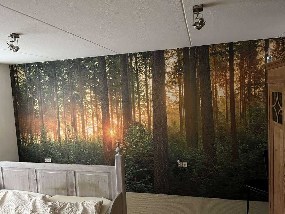 Sonnenstrahlen in einem Nadelbaumwald