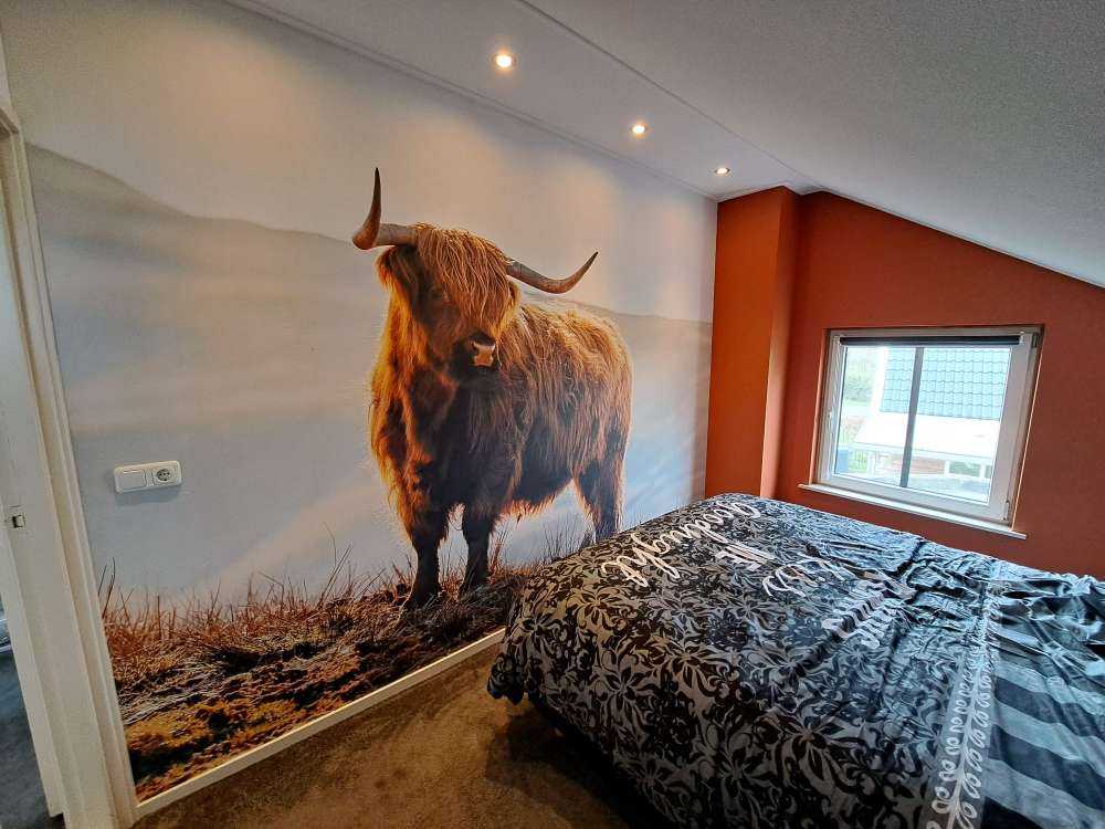 Schottischer Hochländer auf einem Hügel