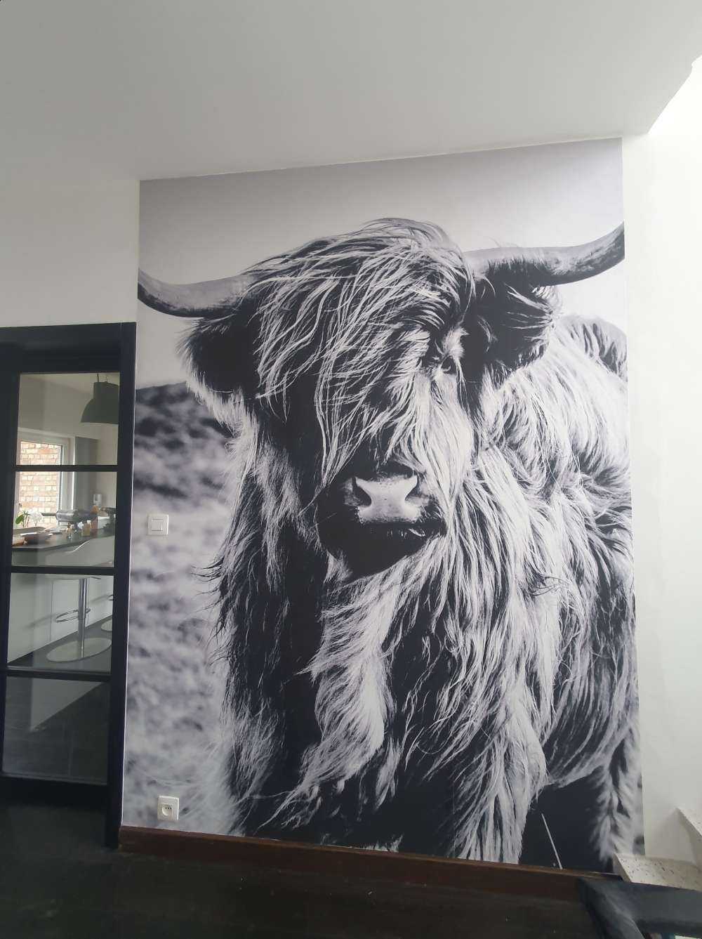 Schottischer Hochländer in Schwarz-Weiß
