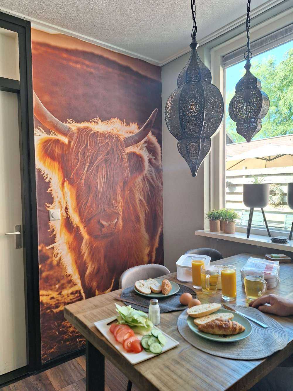 Schottischer Highlander in der Sonne
