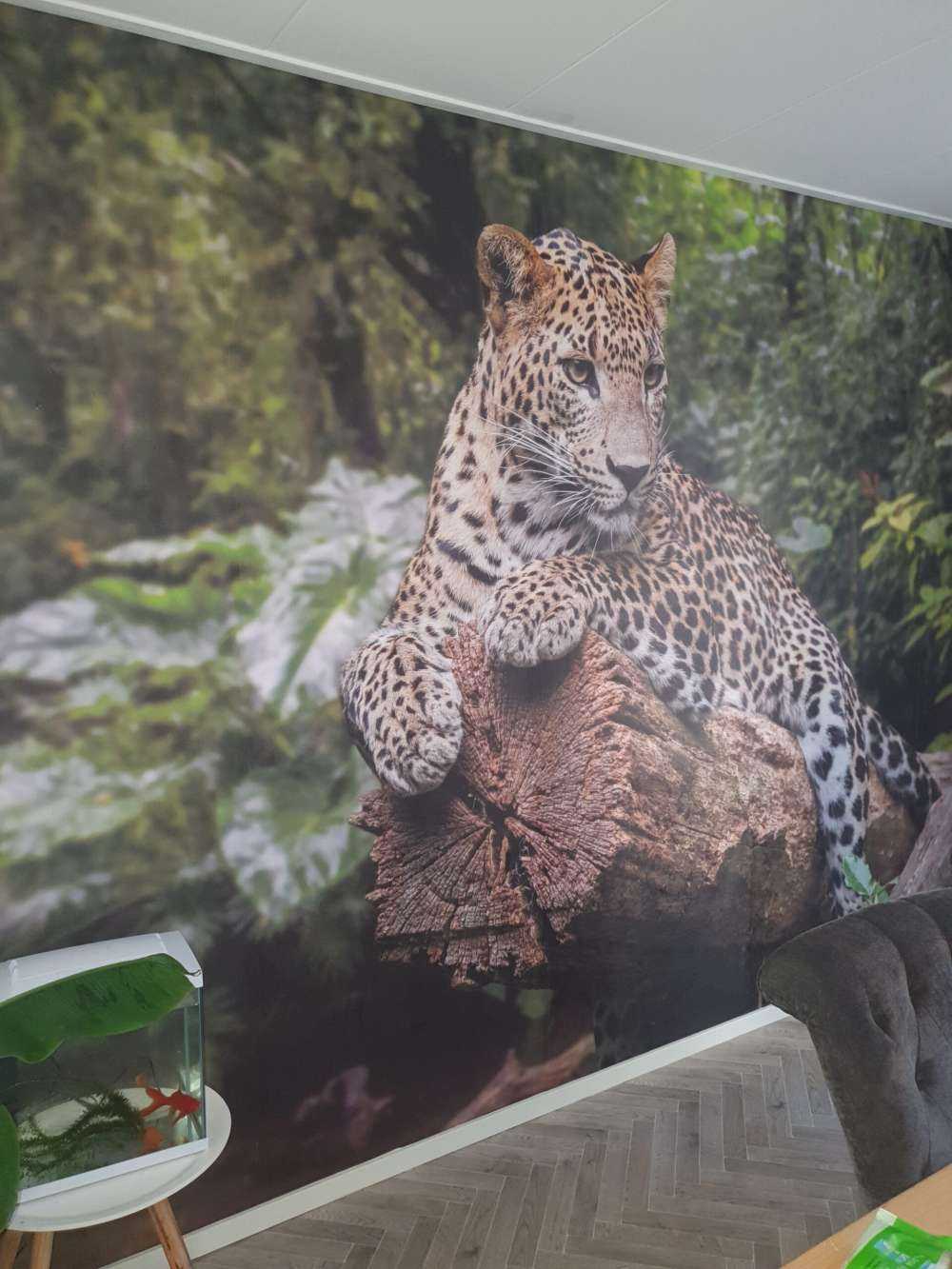 Leopard auf Baum