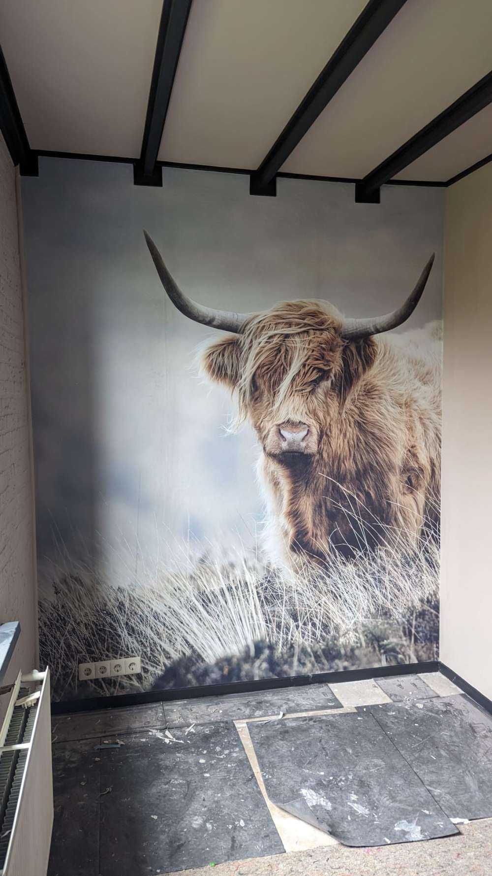 Schottische Hochländer in der Natur