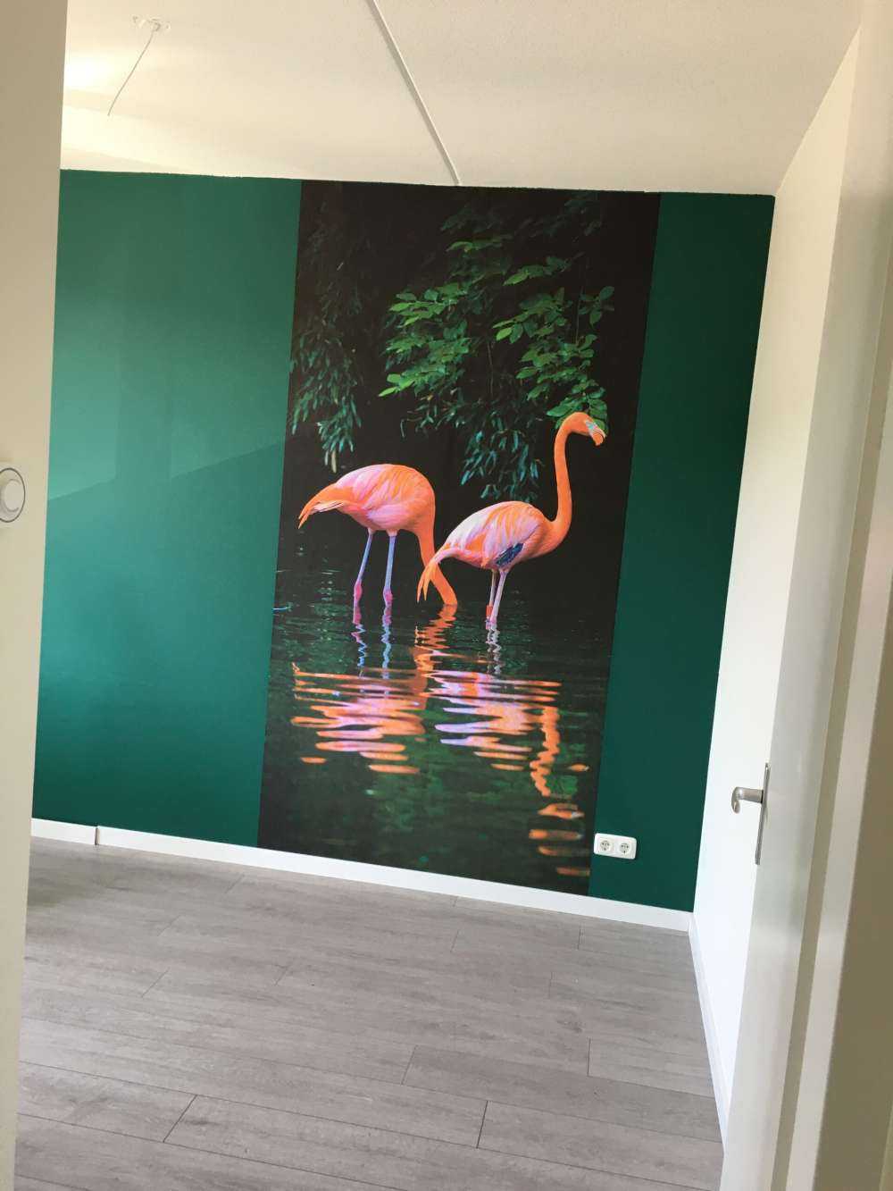 Karibische Flamingos