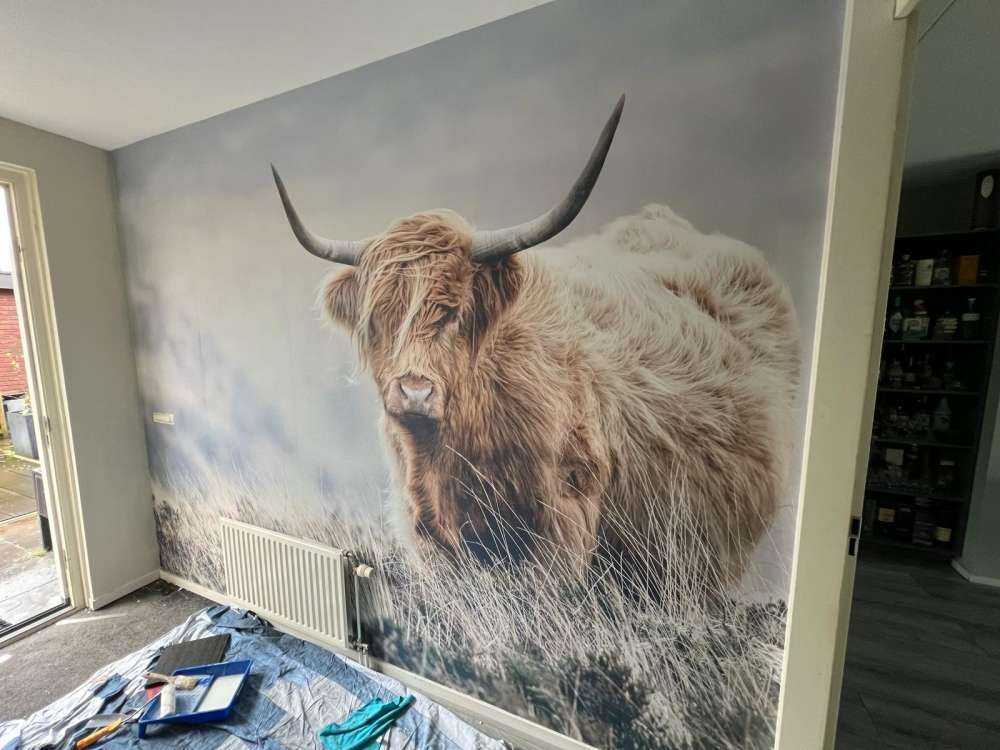 Schottische Hochländer in der Natur