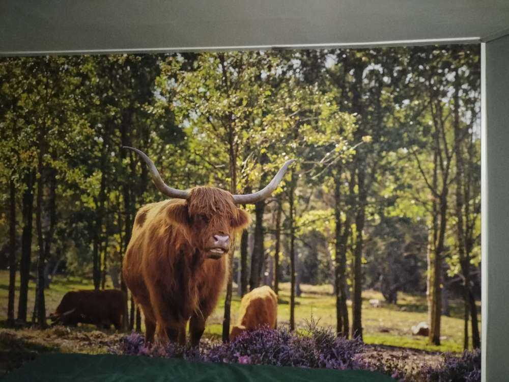 Hochländer im Naturschutzgebiet
